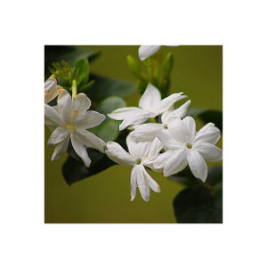 Jasmin